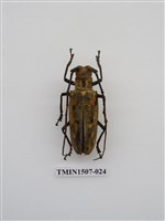 藏品(白條天牛)的圖片